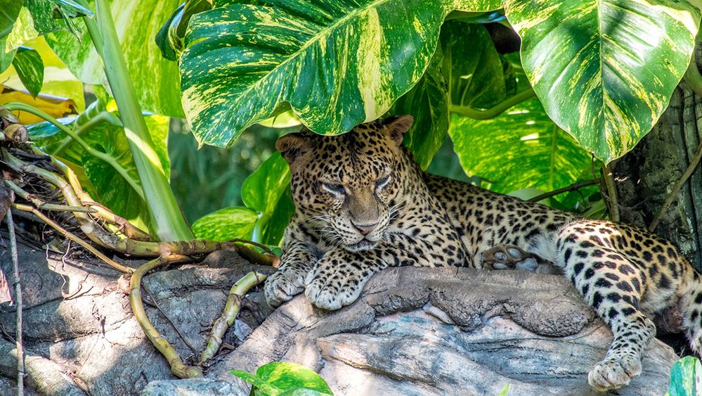 Caption: A photo of a leopard at Bali Safari and Marine Park in Bali, Indonesia. (Local Guide Nizami Yuzbegov)
