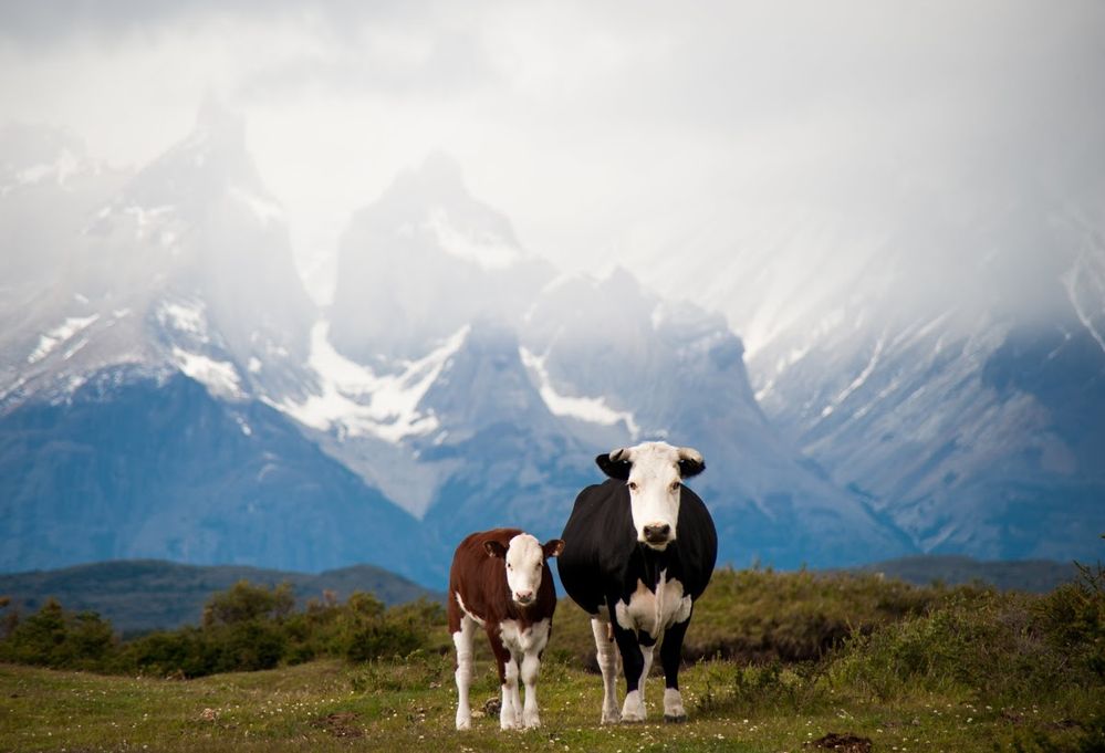 Caption: A photo of cows on a hillside with a mountain range behind them. Torres del Paine National Park, Chile. (Local Guide  Rodrigo Carvajal)
