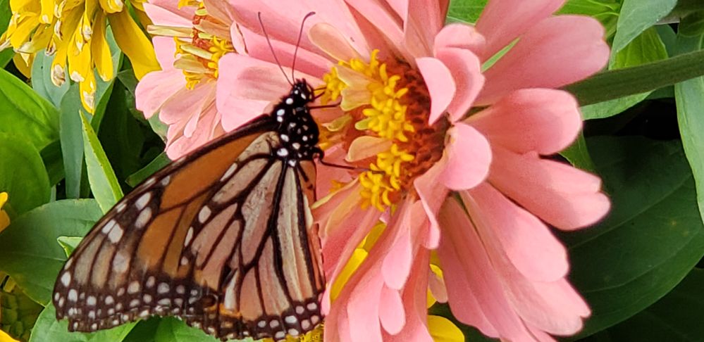 Monarch butterfly -  Abma Farms, Wykoff, NJ