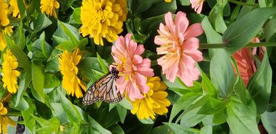 Monarch butterfly - Abma Farms, Wykoff, NJ