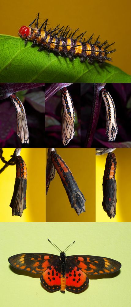 Congo butterfly metamorphosis