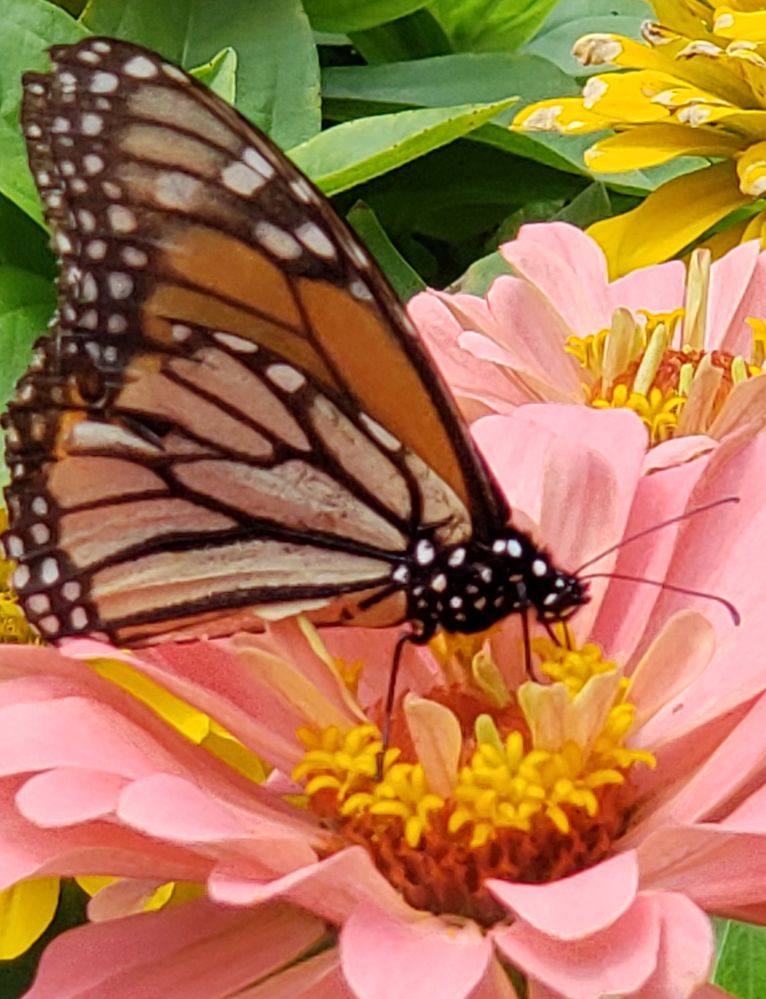 Monarch butterfly - Abmas Farm, Wyckoff,  NJ