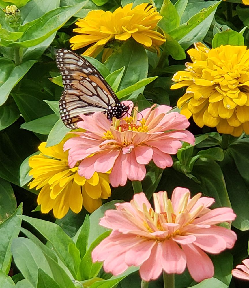 Monarch butterfly- Abmas Farm, Wyckoff. NJ
