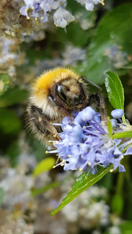 A Bee enjoying flowers