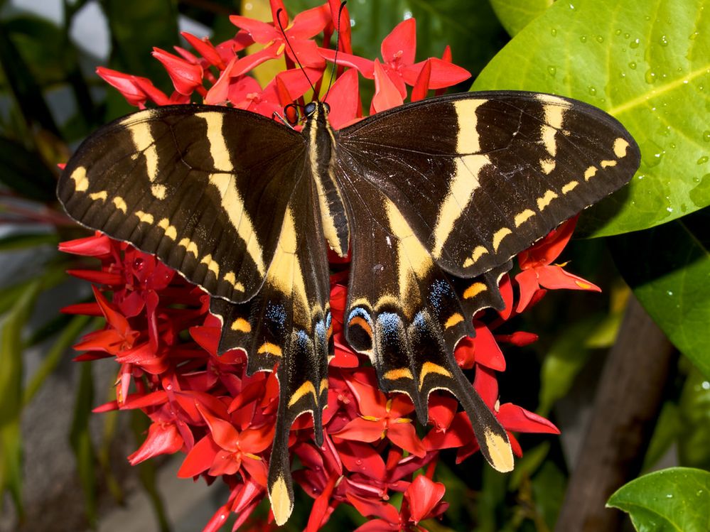 Big beautiful butterfly