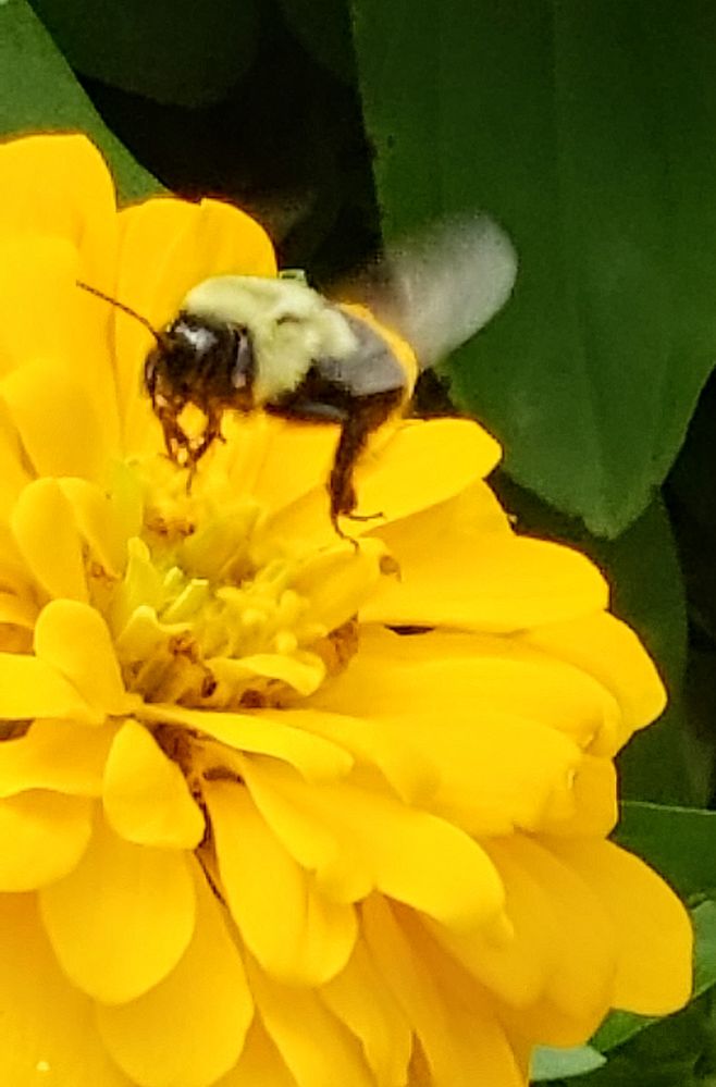 Honeybee at Abma Farms, wyckoff,  NJ