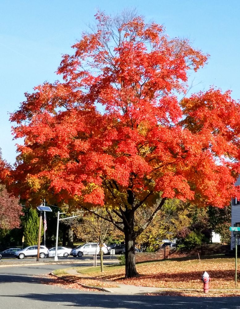 Autumn colors, Paramus,Nj