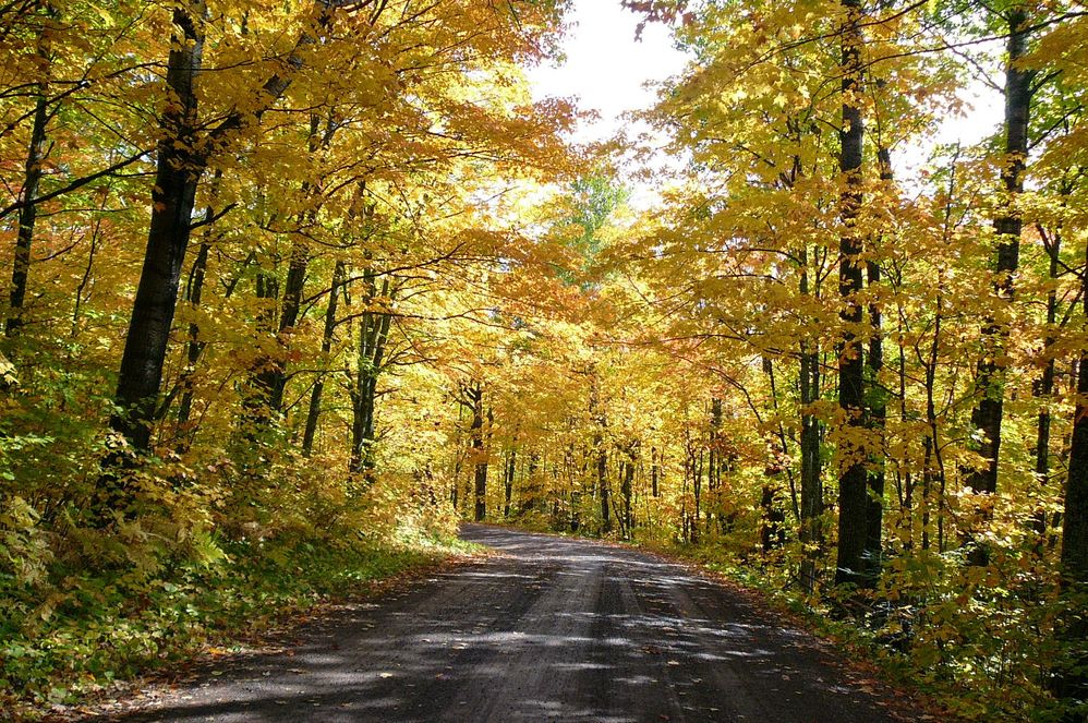 Autumn tree foliage - Sawbill Trail, Tofte, Minnesota