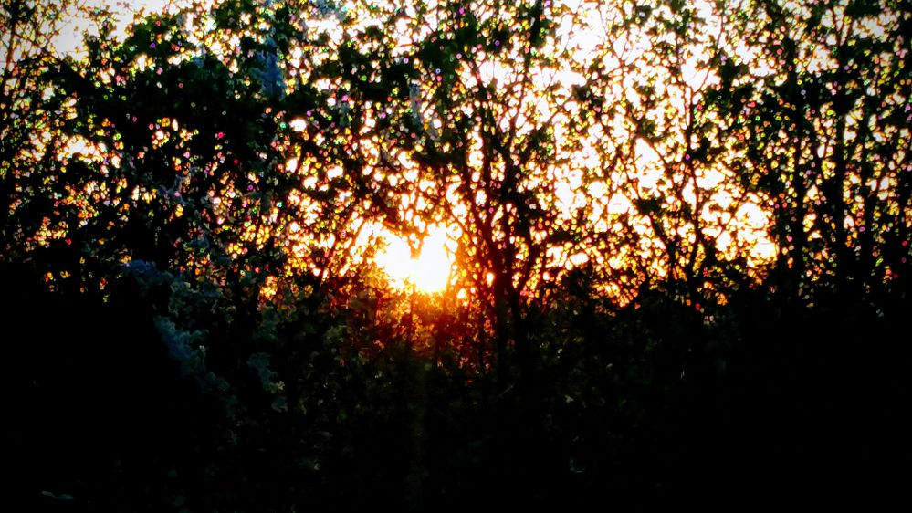 sunset behind bushes