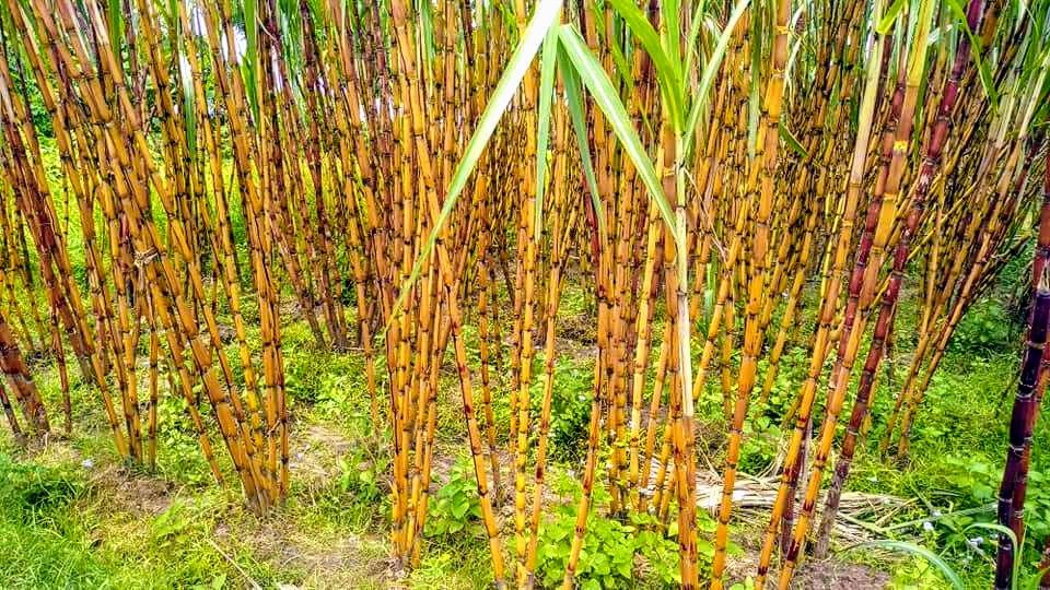 Sugar-cane field