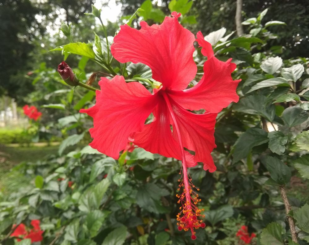 A Red Hibiscus or Joba Flower (জবা ফুল)