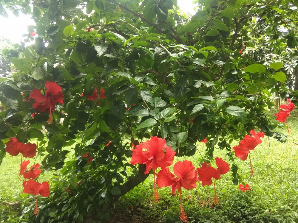 Red Hibiscus /Joba Flower (জবা ফুল)