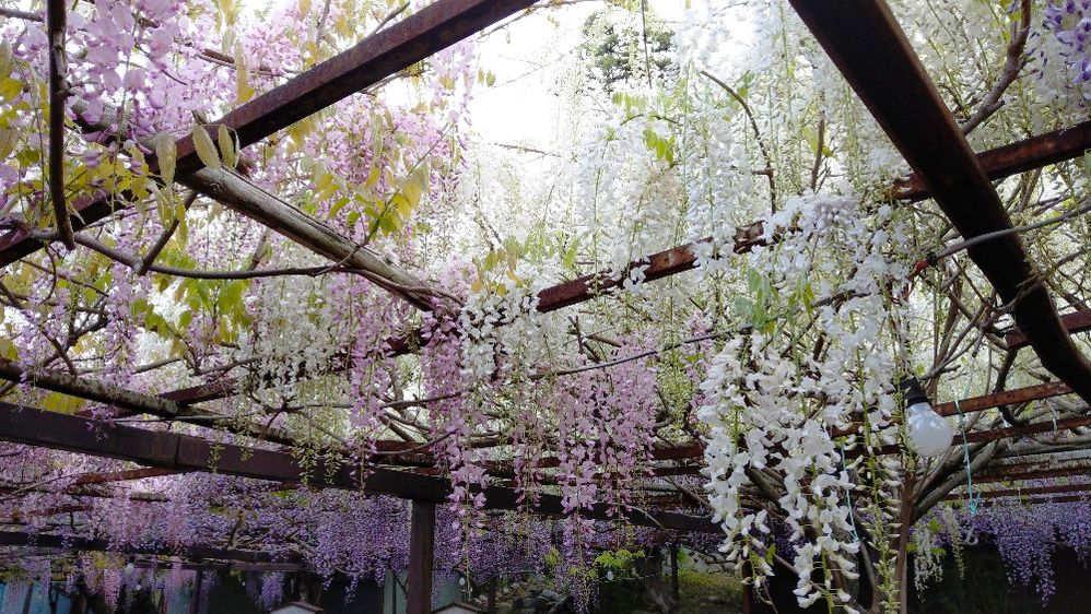 Caption: A photo of a trellis with purple, pink, and white wisteria flowers hanging down from it at the Great Fuji of Ashima, a tourist attraction in Takagi, Japan. (Local Guide One Mark)