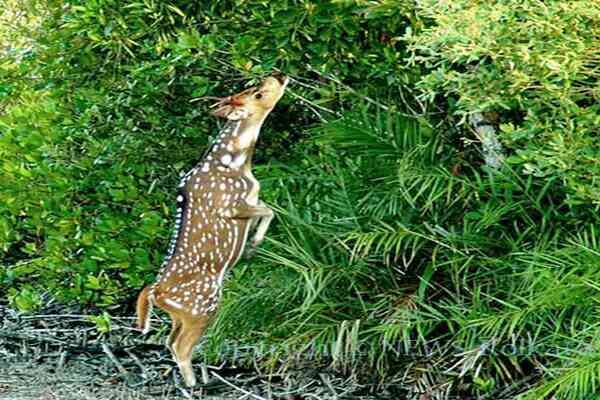 Deer+in+Sundarban.jpg