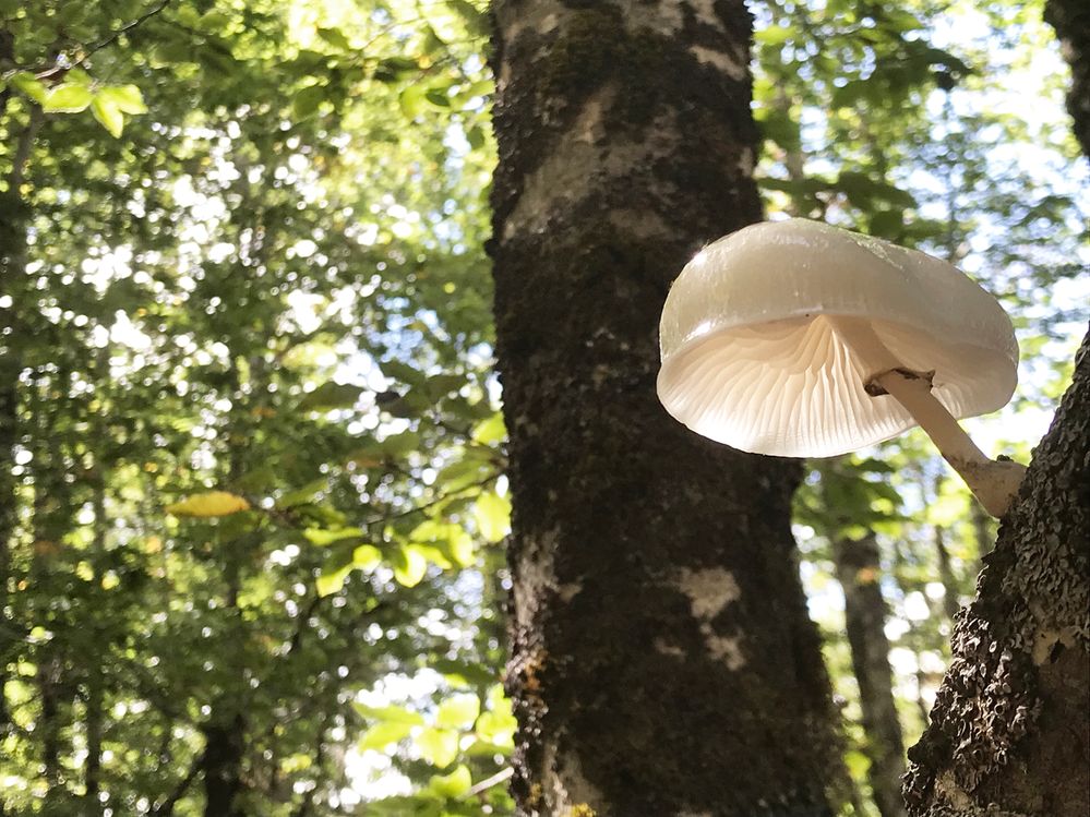 Crystal mushroom on a tree in the forest