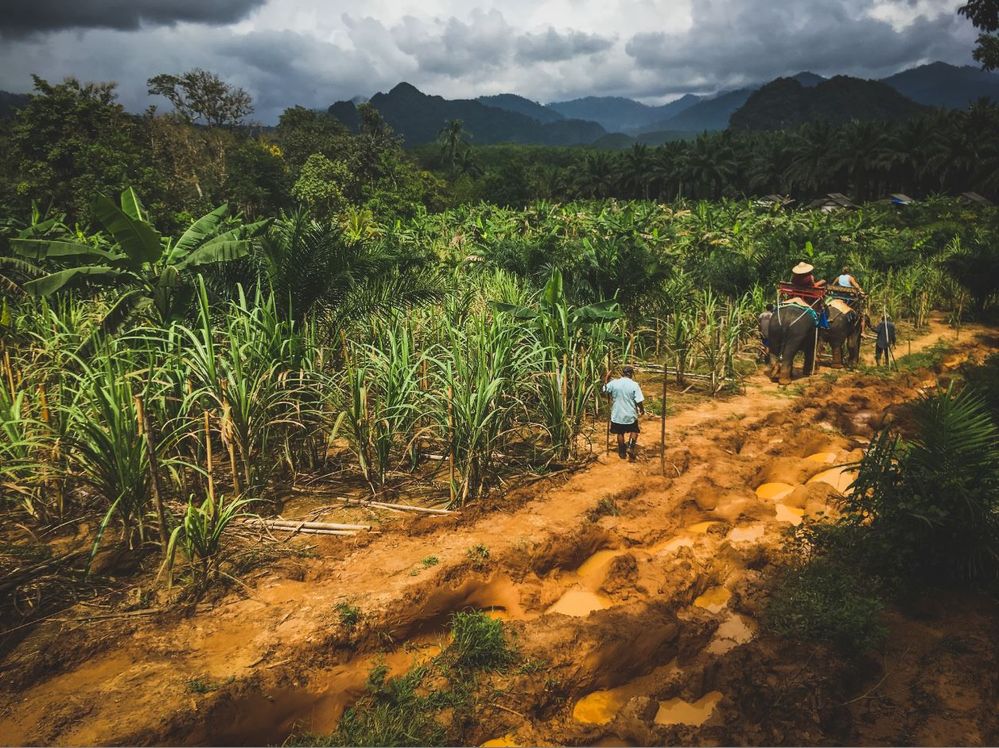 Khao Sok  - Elephant Trail