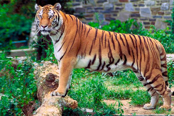 Royal Bengal Tiger, female elephant die in Dooars.jpg