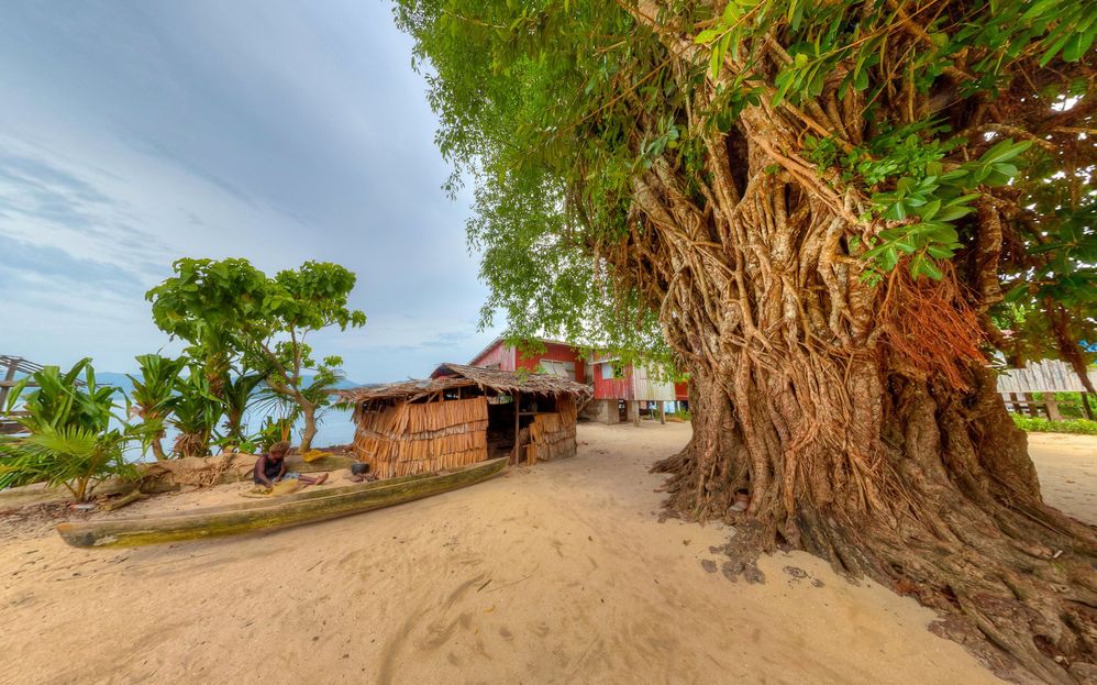 Ngongosila's resident grandfather Banyan tree