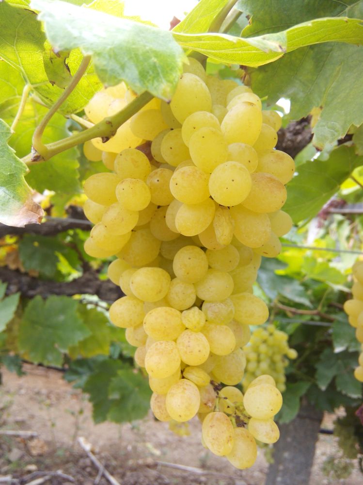 ripen grapes