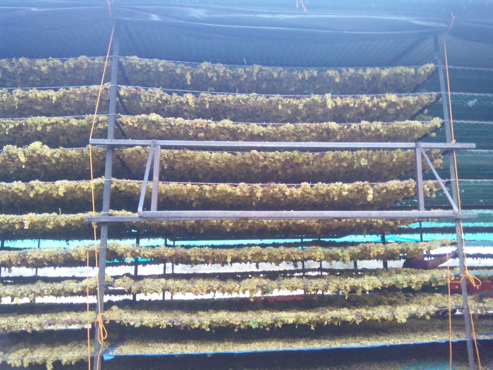 grapes drying on rack