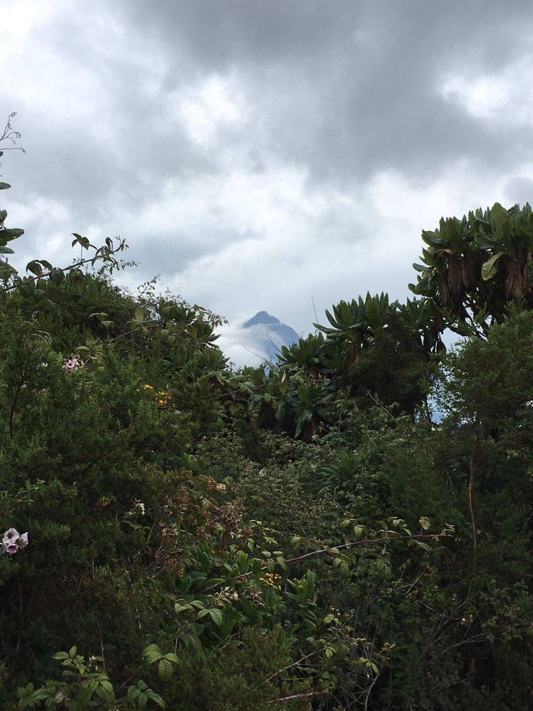 Mount Mikeno seen from Karisimbi Camping Site