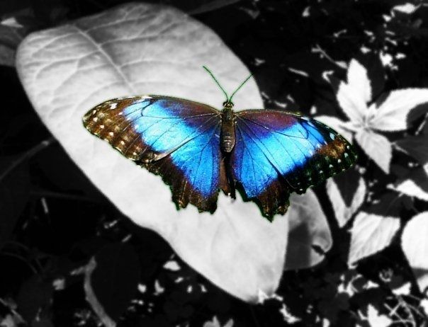 farfalla tropicale / tropicale butterfly