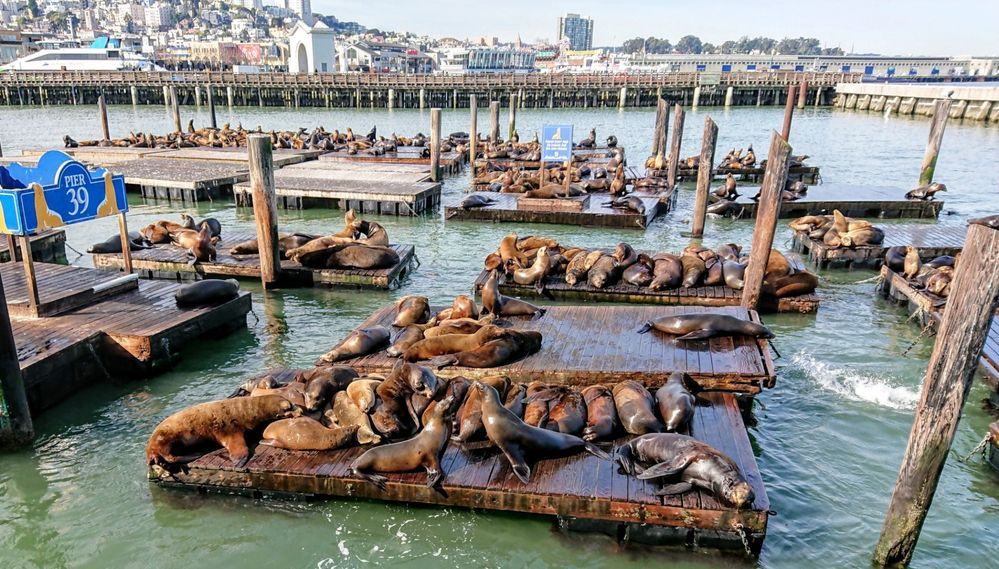 Caption: A photo of many sea lions floating on rafters at Pier 39 (Local Guide Dustin Fortier)