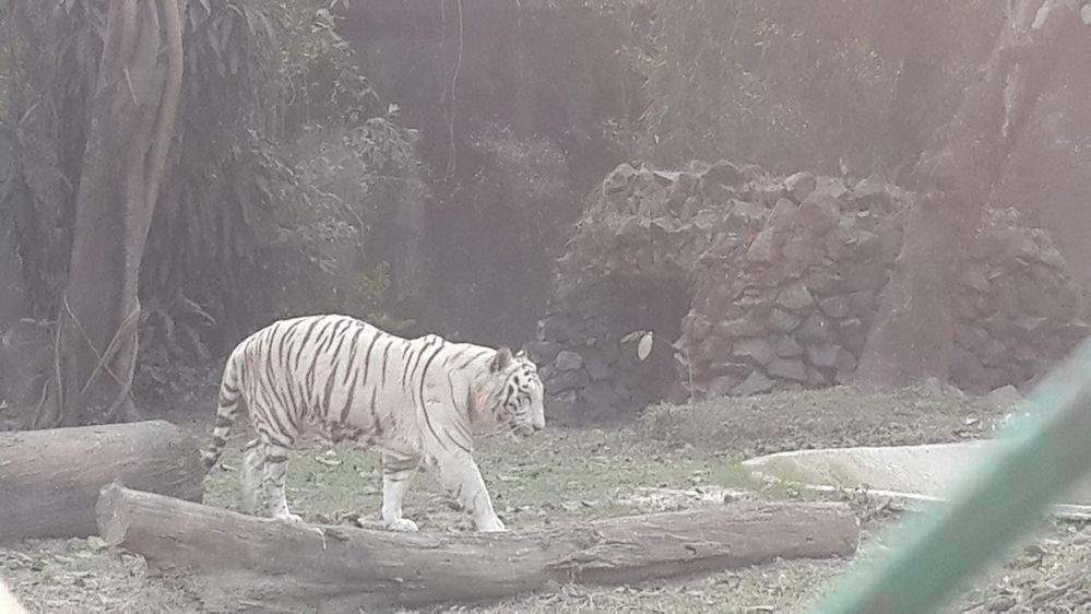 The only white tiger in zoo
