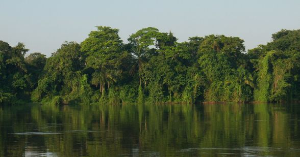 Dense forest on the river's edge