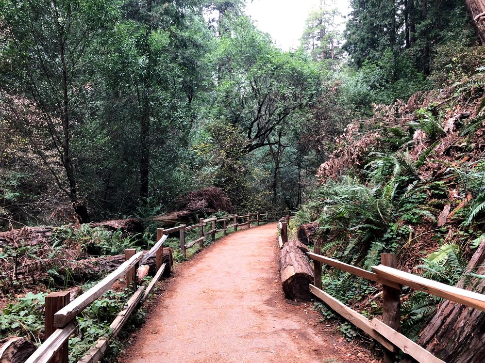 Caption: A photo of a trail meandering through tall California redwoods (Local Guide 邱潔心)
