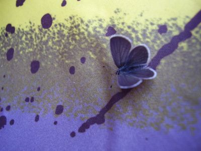Passo Duran (BL) - questa farfalla ha fatto amicizia con la mia borsa-frigo