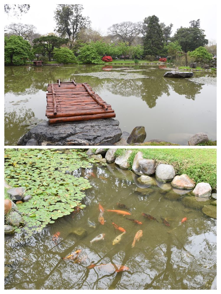 Caption: A photo of the lake on the top, and a photo of Koi fish in the pond near the tea house. The bottom one was taken by Farid.
