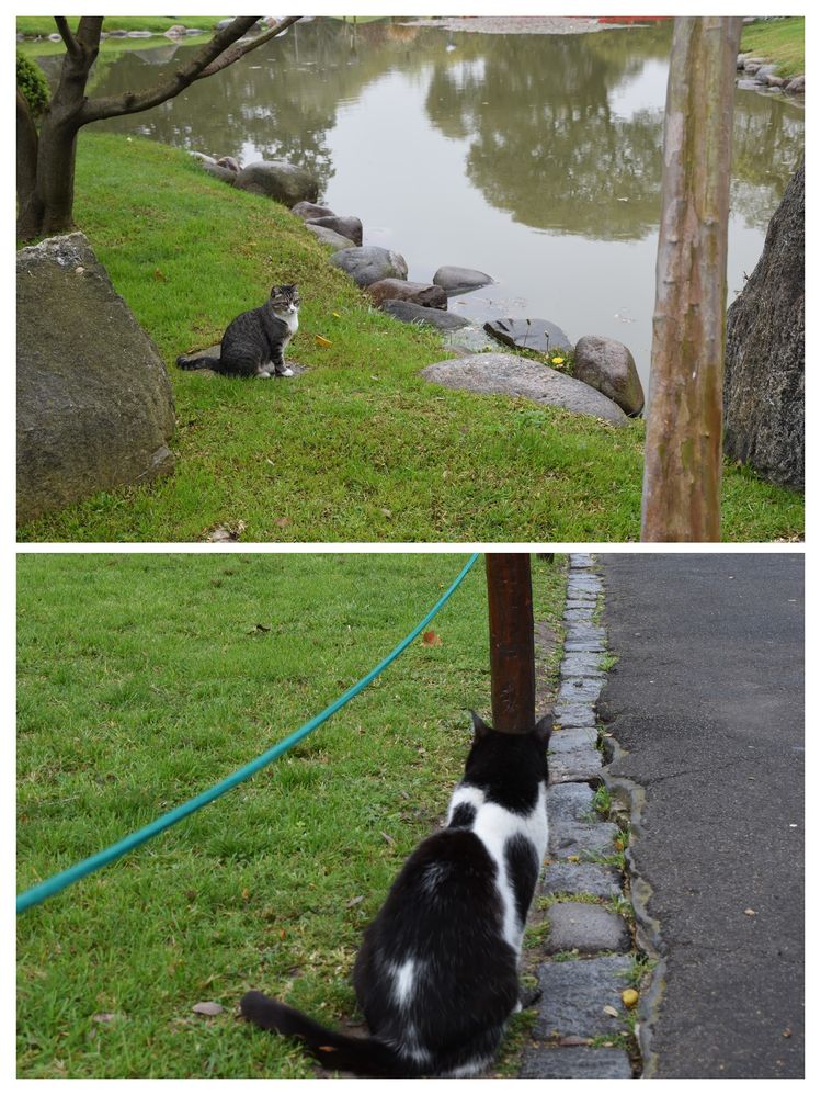 Caption: Photos of the two cats we encountered, both sitting down.