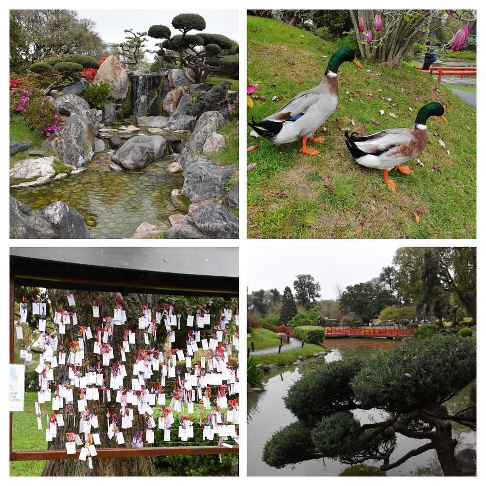 Caption: On the left top corner, a photo of a small waterfall. On the top right, a photo of two ducks, taken by Valeria. On the bottom left, a photo of Ema (wishes written in notes, to be burned later in a ceremony). On the bottom right, a photo of the lake and flora from Japan.