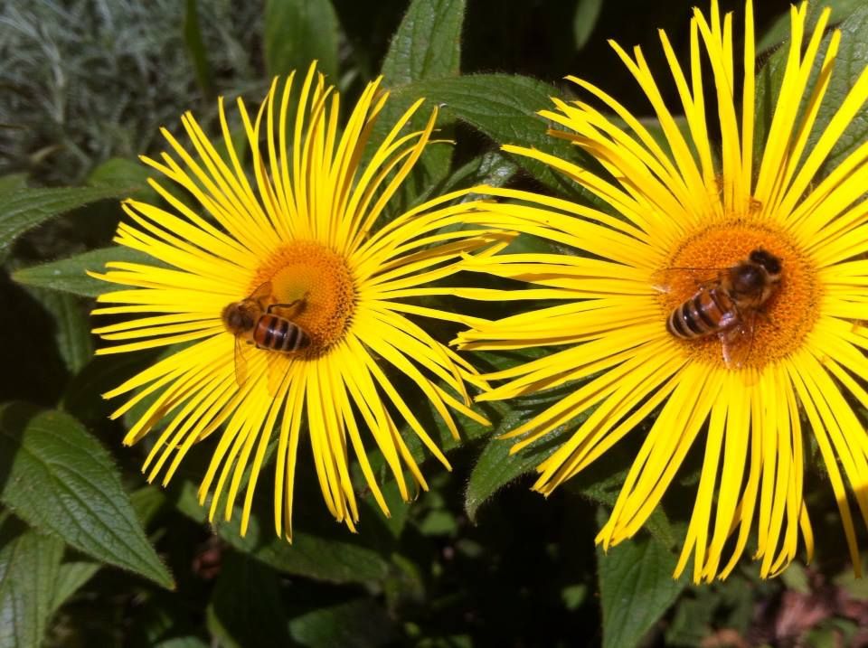 bees on flowers.jpg