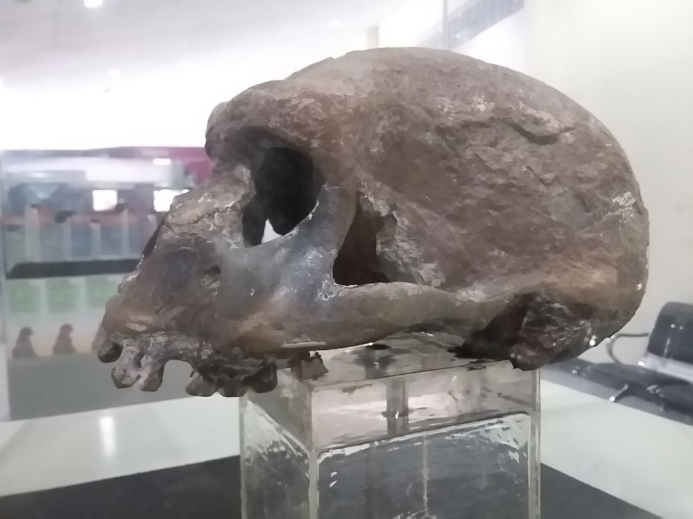 The ancient human skull. dok pribadi