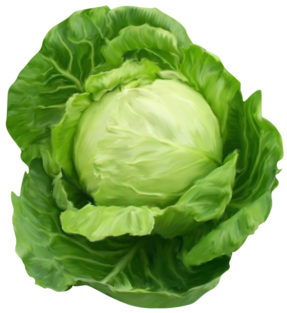 A Cabbage Plant