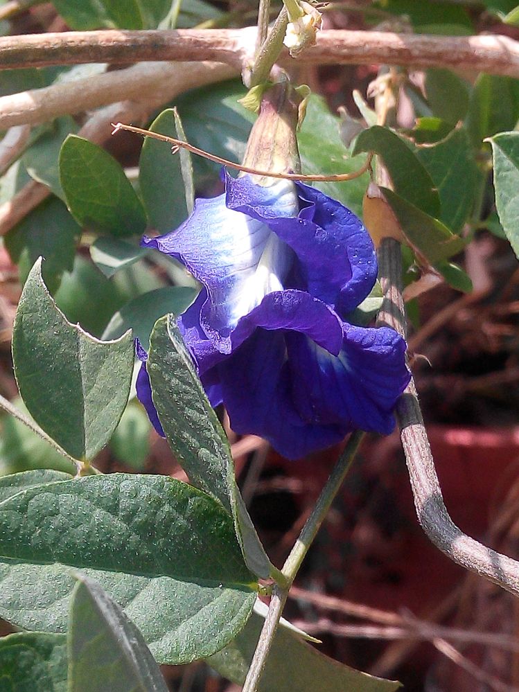 蝶豆花，美麗的藍。