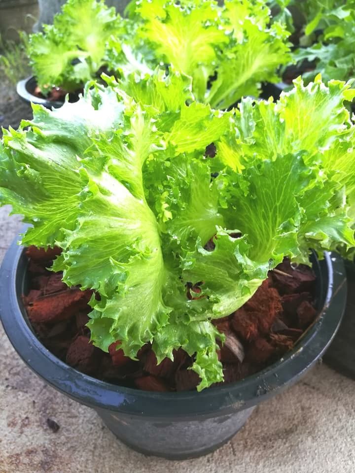 Lettuce (Scientific name: Lactuca sativa) is a plant in the family Asteraceae. Each species has a different season, not the same. It is native to Asia and Europe. Chinese lettuce since the fifth century. Lettuce has other names such as vegetables, salads, turnips, etc.  The leaves of lettuce are consumed. Usually used as a component of salads, hamburgers, tacos, or eaten as fresh vegetables. Fill with spicy or salty snacks or pork croquettes. Or even use as a decorative vegetable for beauty. Lettuce has a high nutritional value. [For reference] The demand for lettuce is available throughout the year. Especially during the festivals, such as the New Year will be sold special.