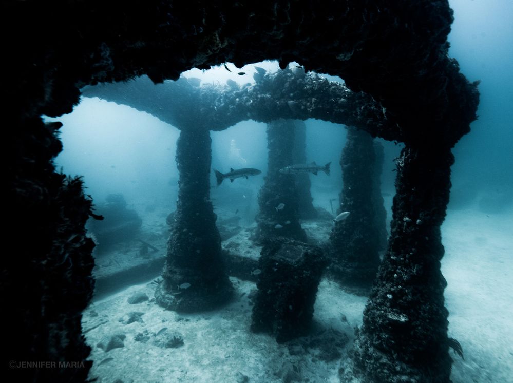 Barracuda, Neptune Memorial Reef