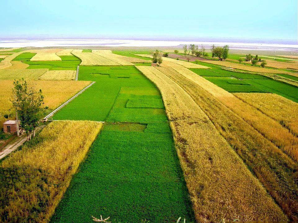 Punjab land of rice and wheat ..