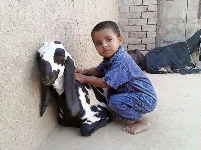 Kids loving goat.