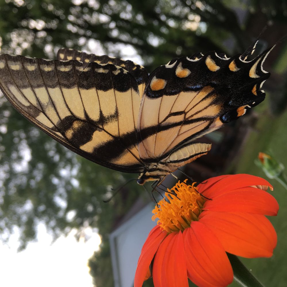 Papilio glaucus, the eastern tiger swallowtail.