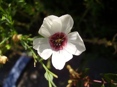 Five petals - White