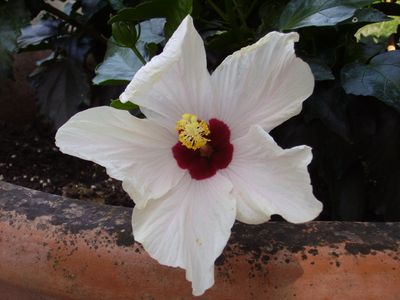 Five petals - hibiscus