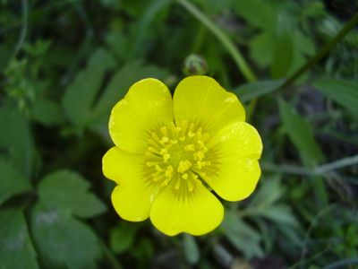 Yellow - five petals