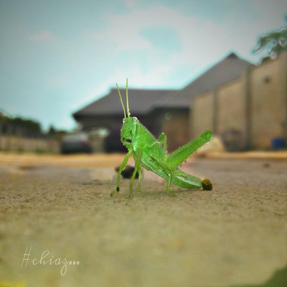 Weird Grasshopper