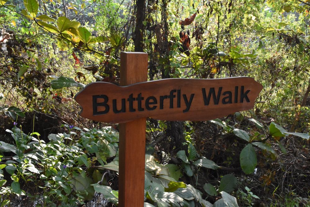 Butterfly Walk