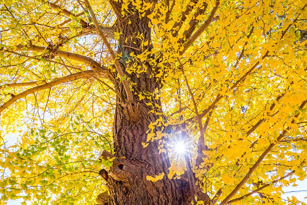 Caption: A photo shot from below of tree with yellow and green leaves during autumn. (Local Guide 伊藤善行)