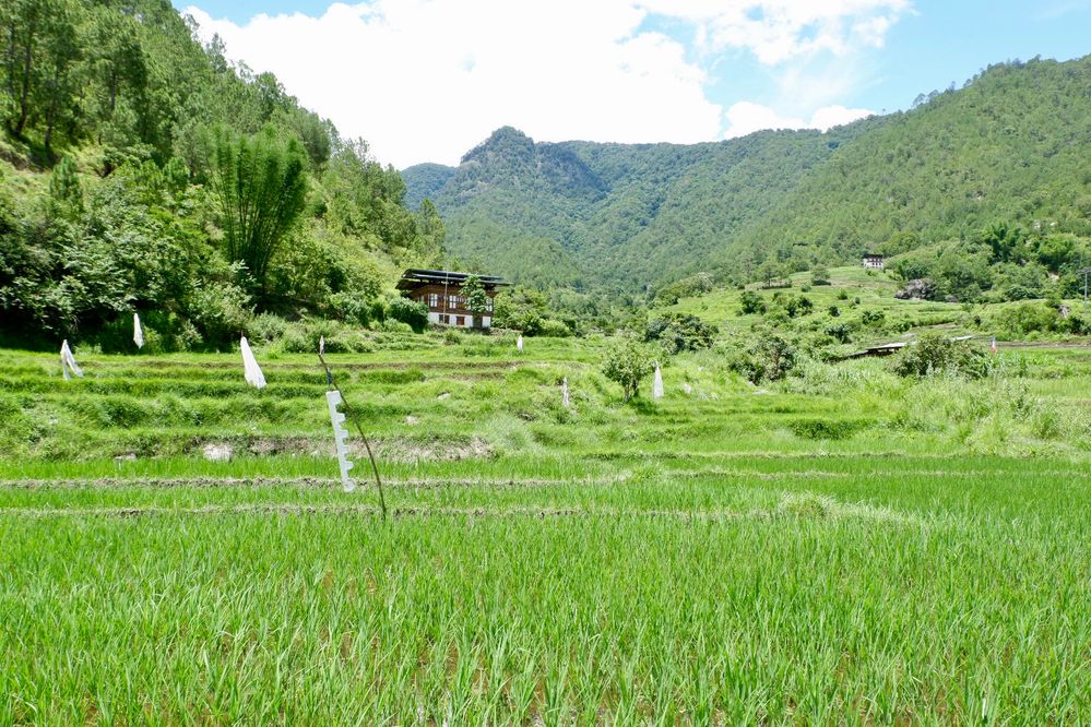 Rice field and the view of two traditional Bhutanese houses on the way to the Stupa.